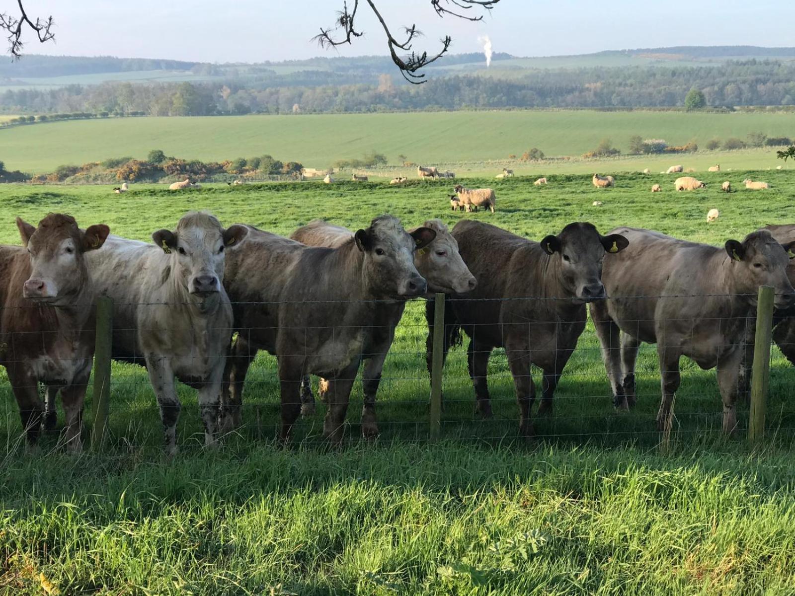 Buckton Farmhouse 벨퍼드 외부 사진